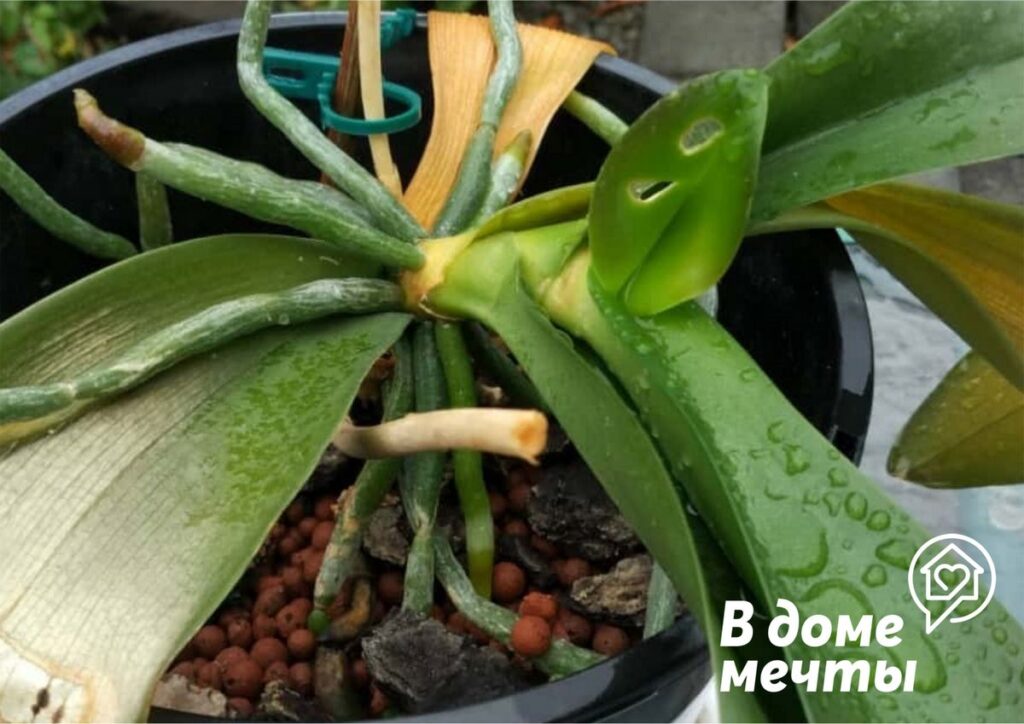 Фото 27 — Почему цветы не выживают после покупки