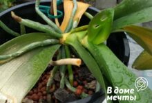 Photo of Почему цветы не выживают после покупки