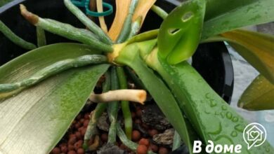 Photo of Почему цветы не выживают после покупки