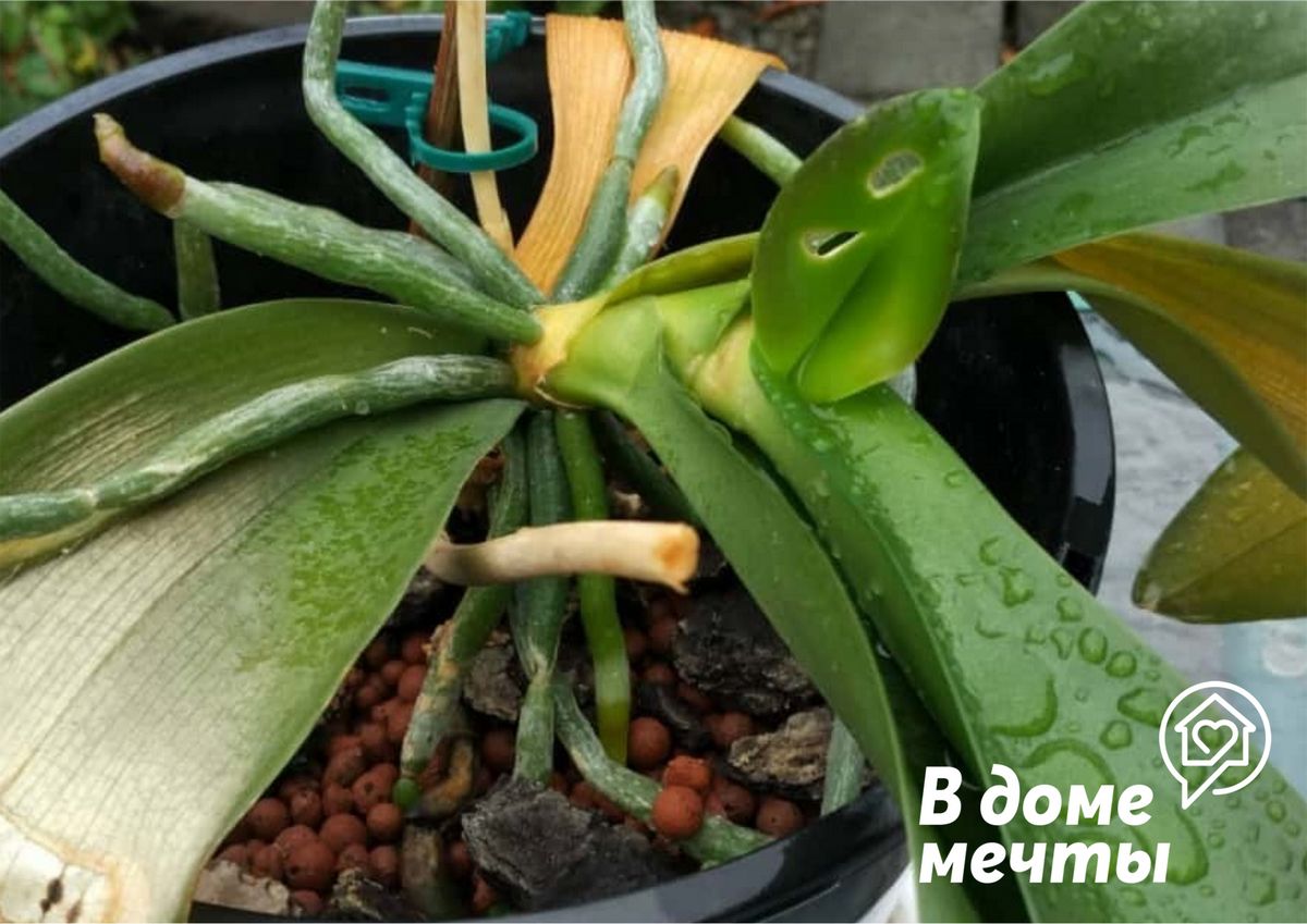 Фото 27 — Почему цветы не выживают после покупки