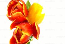 Photo of Как создать букет из тюльпанов