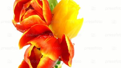 Photo of Как создать букет из тюльпанов