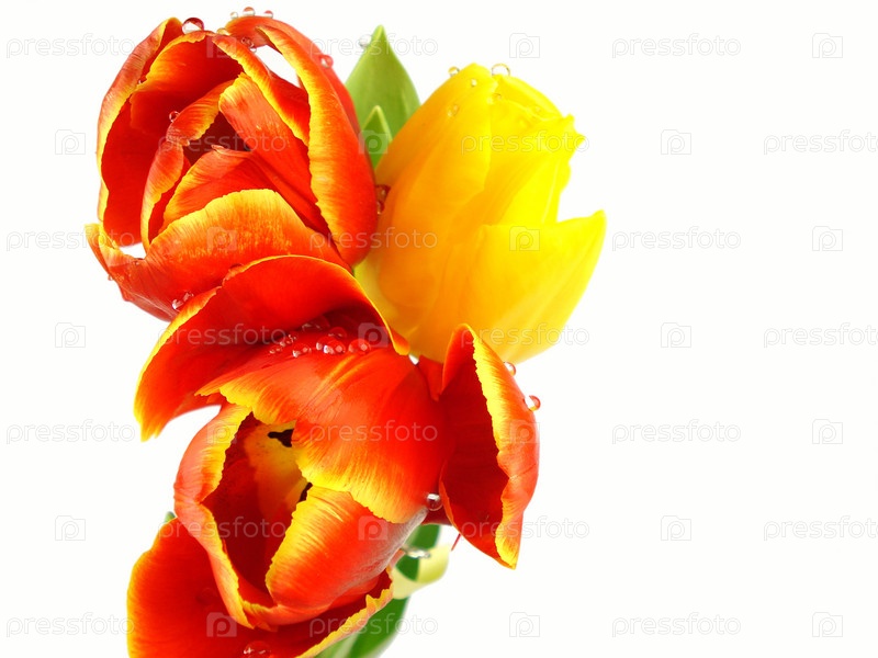 Фото 3 — Как создать букет из тюльпанов