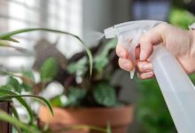 Photo of Как защитить растения от вредителей