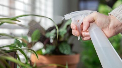 Photo of Как защитить растения от вредителей