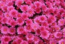 Photo of Тренды в мире цветочных композиций