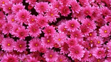 Photo of Тренды в мире цветочных композиций