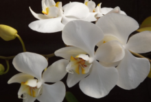 Photo of Как выбрать и ухаживать за орхидеей
