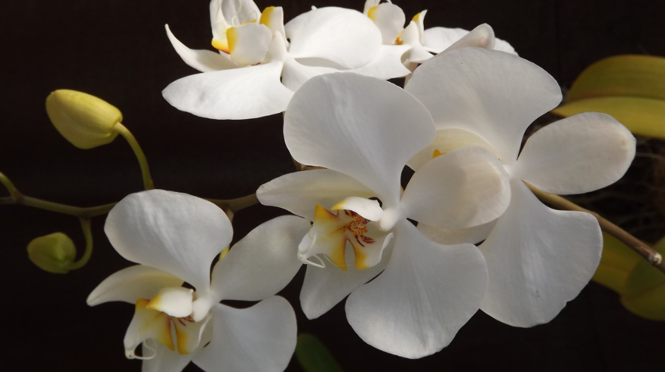 Фото 22 — Как выбрать и ухаживать за орхидеей