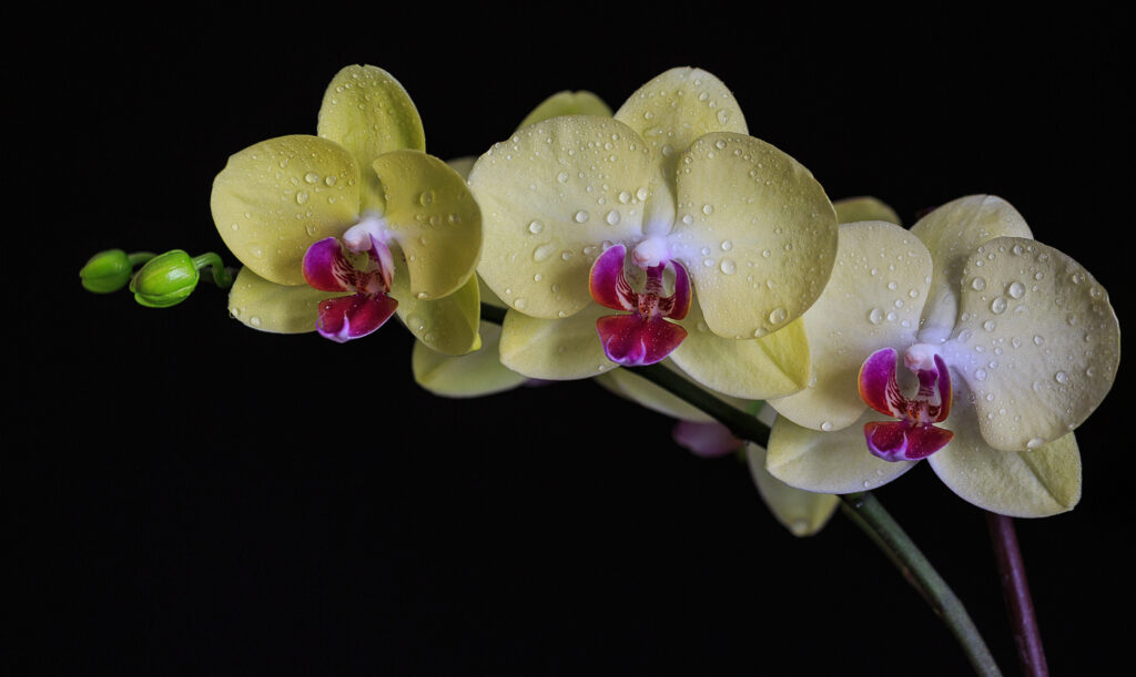 Фото 37 — Уход за орхидеей в домашних условиях