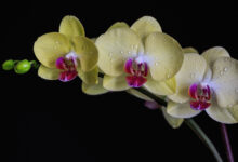 Photo of Уход за орхидеей в домашних условиях