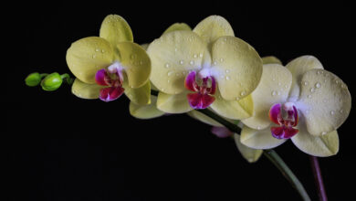Photo of Уход за орхидеей в домашних условиях