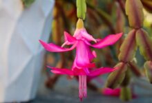 Photo of Почему растение не цветет: причины и способы решения проблемы