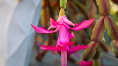 Photo of Почему растение не цветет: причины и способы решения проблемы