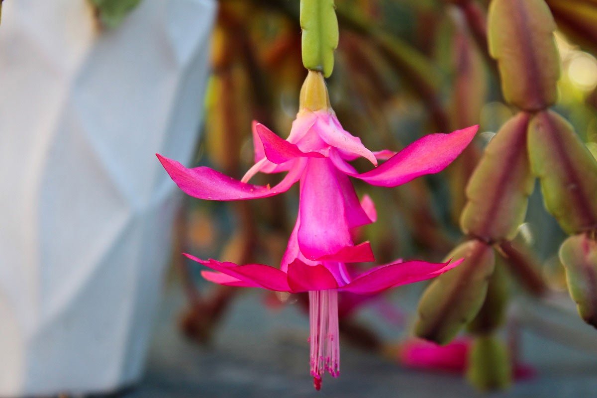 Фото 5 — Почему растение не цветет: причины и способы решения проблемы