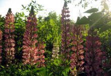 Photo of Как узнать, что растение нуждается в пересадке