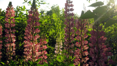 Photo of Как узнать, что растение нуждается в пересадке