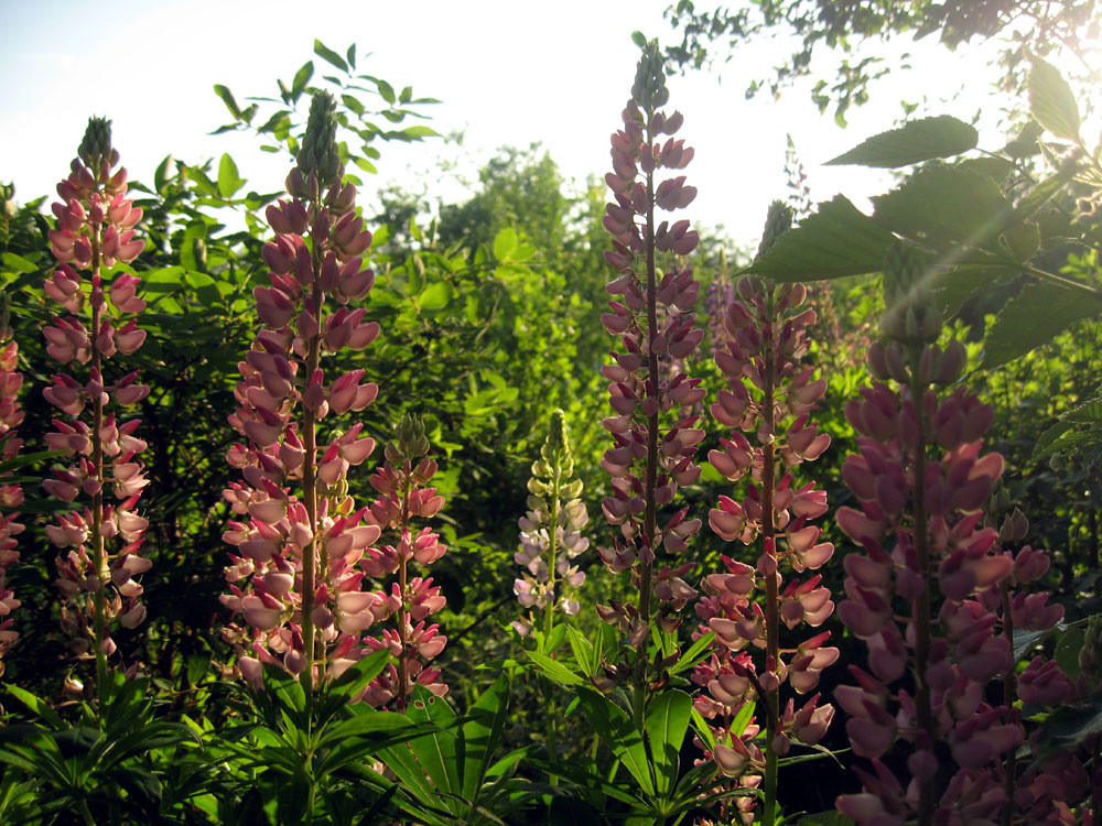 Фото 46 — Как узнать, что растение нуждается в пересадке