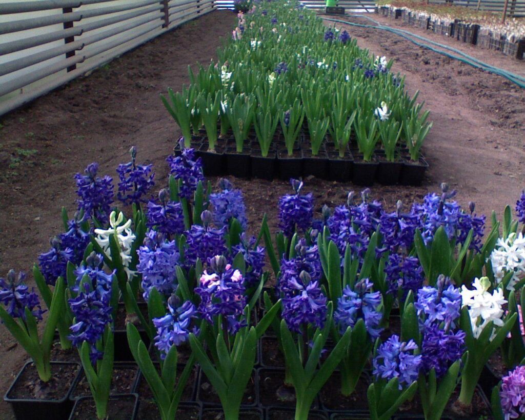 Фото 8 — Уход за гиацинтами весной