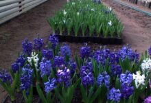 Photo of Уход за гиацинтами весной