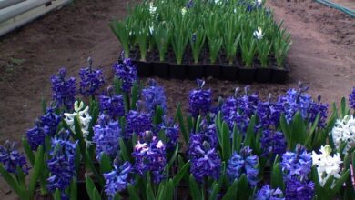 Photo of Уход за гиацинтами весной