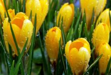 Photo of Роскошные цветы для роскошных дам