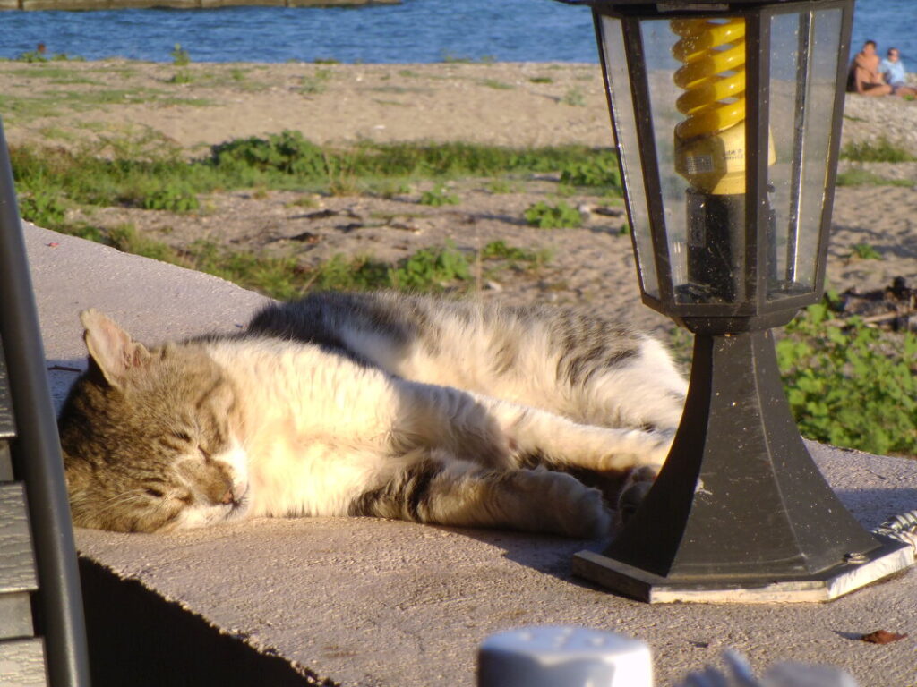 Фото 45 — Как избежать пересушки цветов в отпуске