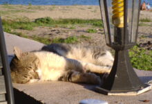 Photo of Как избежать пересушки цветов в отпуске