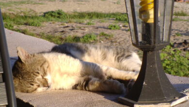 Photo of Как избежать пересушки цветов в отпуске