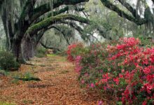 Photo of Уход за азалией в домашних условиях