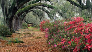 Photo of Уход за азалией в домашних условиях
