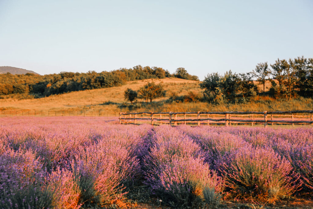 Фото 11 — Романтический букет из лаванды