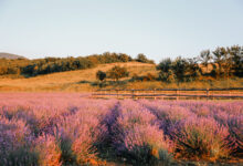 Photo of Романтический букет из лаванды