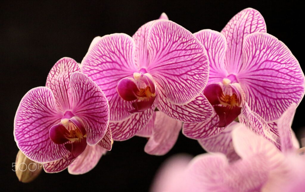 Фото 42 — Экзотические орхидеи для дома