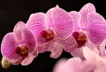 Photo of Экзотические орхидеи для дома