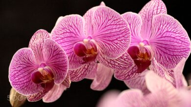 Photo of Экзотические орхидеи для дома