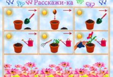 Photo of Правила пересадки растений