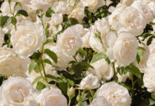 Photo of Прекрасные букеты для особенного случая