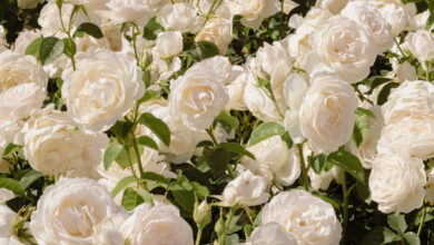 Photo of Прекрасные букеты для особенного случая