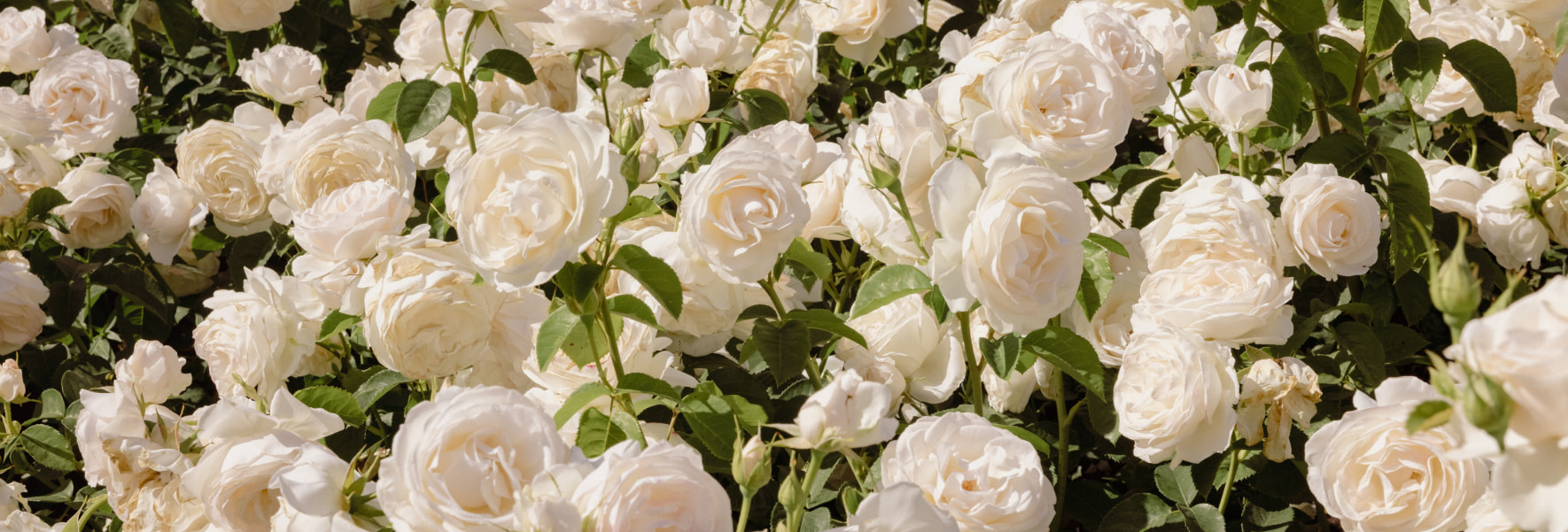 Фото 54 — Прекрасные букеты для особенного случая