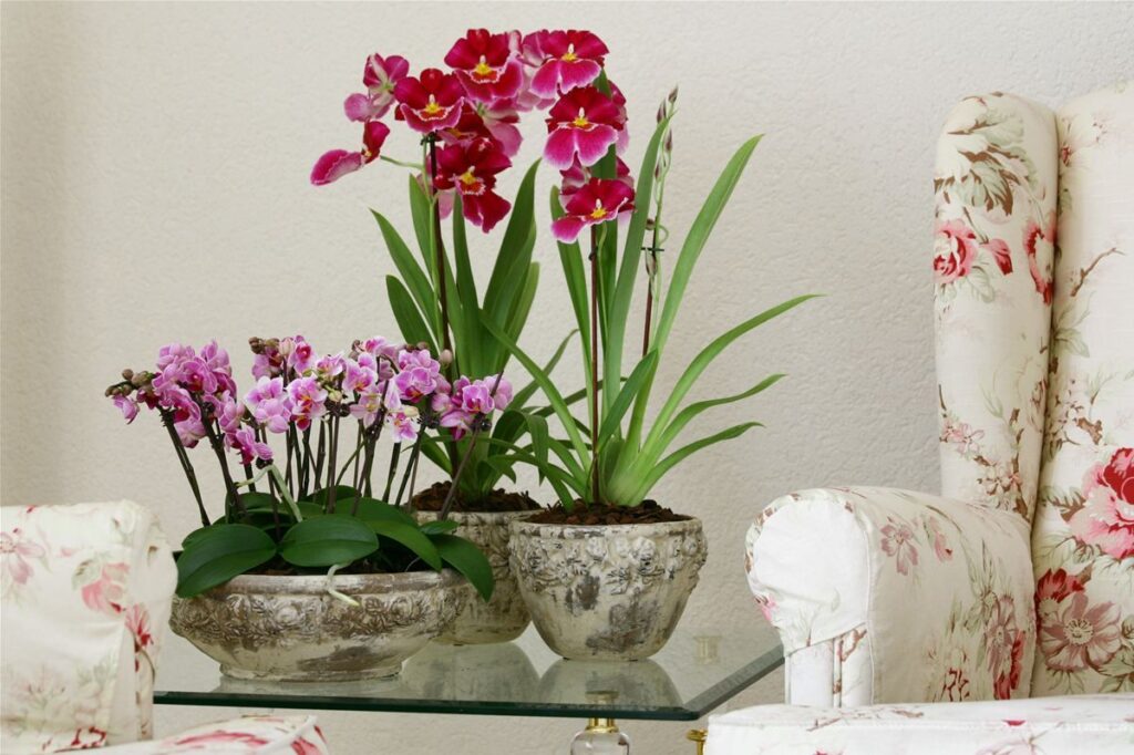 Фото 33 — Как правильно поливать цветы в горшках