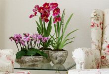 Photo of Как правильно поливать цветы в горшках