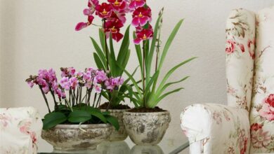 Photo of Как правильно поливать цветы в горшках