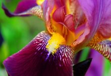 Photo of Букет из ирисов: символ мудрости и гармонии