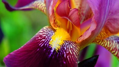 Photo of Букет из ирисов: символ мудрости и гармонии