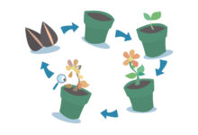 Photo of Как увеличить срок цветения растений