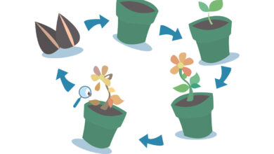 Photo of Как увеличить срок цветения растений