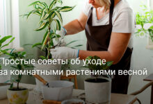 Photo of Полезные советы по уходу за домашними цветами