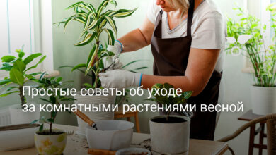 Photo of Полезные советы по уходу за домашними цветами