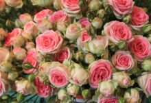 Photo of Веселые цветы для веселых моментов